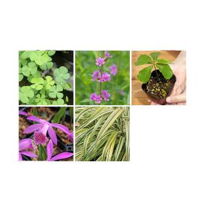 （山野草）初めての山野草　品種おまかせ（入門種）（１ポット）