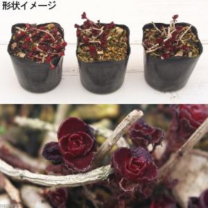 (山野草)アカバミセバヤ 3号(1ポット)の詳細画像1