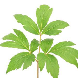 （山野草）山菜　アシタバ（明日葉）　３号（１ポット）　家庭菜園