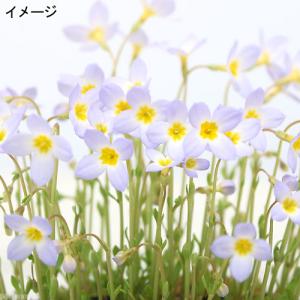(山野草)ヒナソウ(雛草 フーストニア)2.5...の詳細画像1