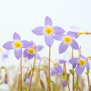 （山野草）濃色ヒナソウ（濃色雛草）（フーストニア）　２．５号（１ポット）