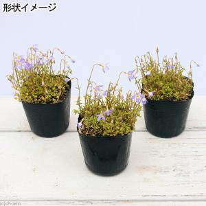 (山野草)濃色ヒナソウ(濃色雛草)(フーストニ...の詳細画像1