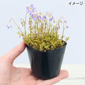(山野草)濃色ヒナソウ(濃色雛草)(フーストニ...の詳細画像2