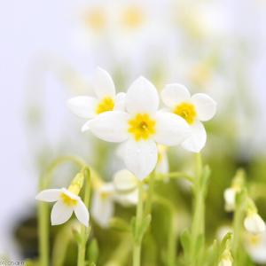 （山野草）白花ヒナソウ（白花雛草）（フーストニア）２．５〜３号（１ポット）