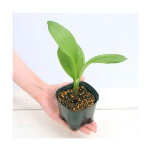 （山野草）山菜　ギョウジャニンニク（行者葫）３号（１ポット）家庭菜園