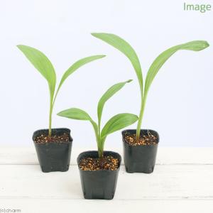 (山野草)山菜 ギョウジャニンニク(行者葫)(...の詳細画像1