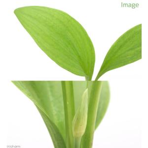 (山野草)山菜 ギョウジャニンニク(行者葫)(...の詳細画像2