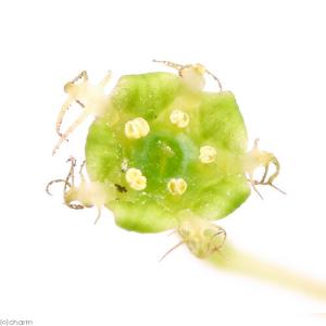 （山野草）コチャルメルソウ（小哨吶草）　３号（１ポット）