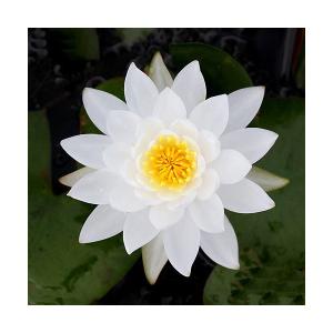 （ビオトープ）睡蓮　温帯性睡蓮（スイレン）（白）　プラパント・ホワイト　Ｐｒａｐｕｎｔ　Ｗｈｉｔｅ（無農薬）（１ポット）