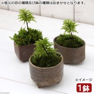 （盆栽）苔盆栽　益子焼鉢植え　コウヤノマンネングサ　鉢おまかせ（１鉢）