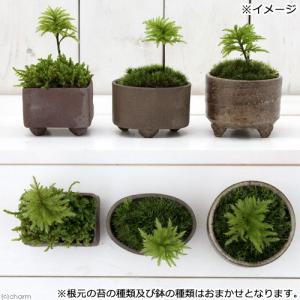 (盆栽)苔盆栽 益子焼鉢植え コウヤノマンネン...の詳細画像1