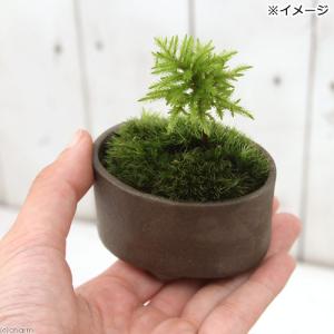 (盆栽)苔盆栽 益子焼鉢植え コウヤノマンネン...の詳細画像2