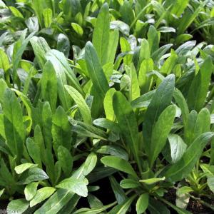 (ビオトープ)水生植物 オゼミズギク(1ポット...の詳細画像1