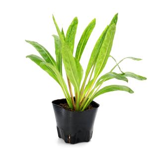 (ビオトープ)水生植物 オゼミズギク(無農薬)...の詳細画像2