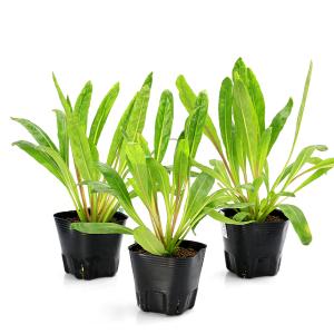 (ビオトープ)水生植物 オゼミズギク(無農薬)...の詳細画像3