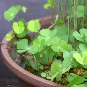 (ビオトープ)水生植物 デンジソウ(無農薬)(...の詳細画像1