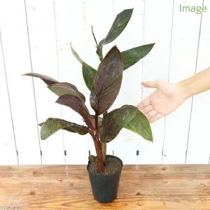 (ビオトープ)水生植物 カンナ オーストラリア...の詳細画像1
