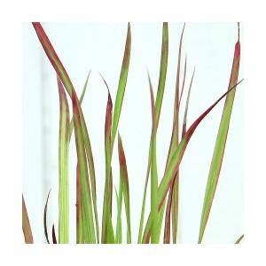 （ビオトープ）水生植物　ベニチガヤ（３ポット）　湿性植物