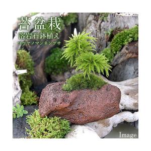 （盆栽）苔盆栽　コウヤノマンネングサ　溶岩石鉢植え（ヤマゴケ）（１鉢）