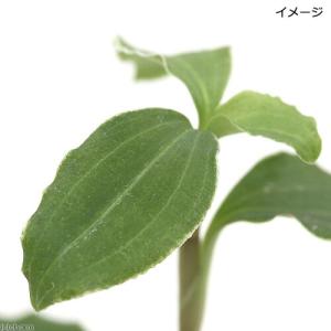 (山野草)アケボノシュスラン(1ポット) ジュ...の詳細画像1