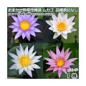 （ビオトープ）睡蓮　株売り　おまかせ熱帯性睡蓮（スイレン）ムカゴ　品種表記なし（１株）（休眠状態）