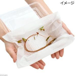 (ビオトープ)睡蓮 株売り おまかせ熱帯性睡蓮...の詳細画像1