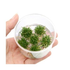 （水草）組織培養　クリプトコリネ　パルヴァ（無農薬）（１カップ）