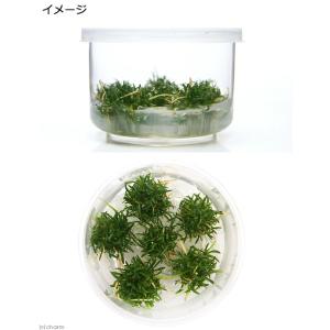 (水草)組織培養 クリプトコリネ パルヴァ(無...の詳細画像1