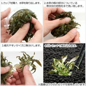 (水草)組織培養 クリプトコリネ パルヴァ(無...の詳細画像2