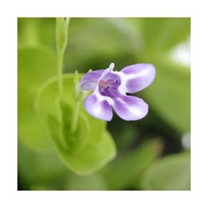 （ビオトープ）水生植物　ヒトミソウ（無農薬）（１ポット）　湿生植物　グランドカバー