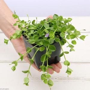 (ビオトープ)水生植物 ヒトミソウ(無農薬)(...の詳細画像1