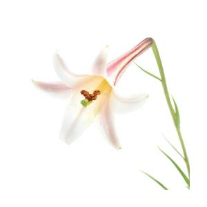 （山野草）ユリ（百合）ヒメタカサゴユリ（姫高砂百合）　開花終了株　３号（１ポット）