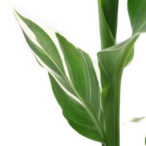 （ビオトープ）水生植物　カンナ　斑入りカンナ　４号（１ポット）
