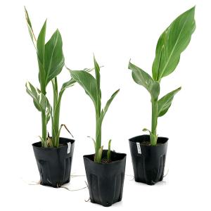 (ビオトープ)水生植物 カンナ 斑入りカンナ ...の詳細画像1