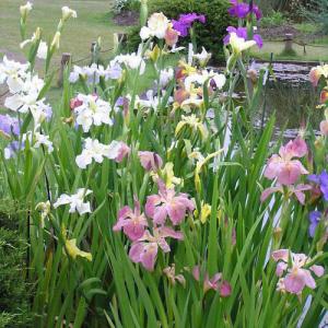 （ビオトープ）水生植物　おまかせルイジアナアイリス（１ポット）（休眠状態）