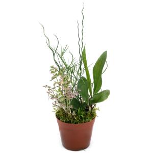 （ビオトープ）水生植物　メダカの隠れ家　置くだけ簡単　インスタントビオトープ　Ｖａｒ．コケ絨毯（ハイゴケ）（寄せ植え）（１鉢）水質浄化