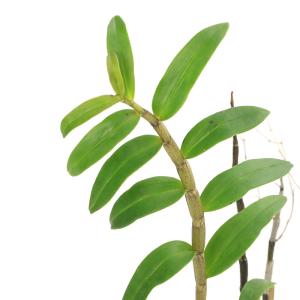 (山野草)キバナノセッコク(石斛、長生蘭)(1鉢)の詳細画像1