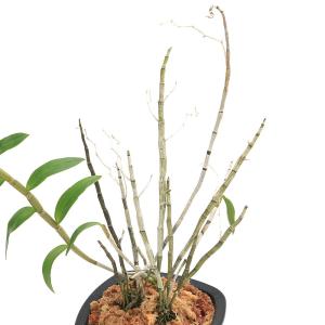 (山野草)キバナノセッコク(石斛、長生蘭)(1鉢)の詳細画像2