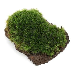 （観葉植物）テラリウム　苔　巻きたて　ヤマゴケ付きスライス溶岩石　ＳＳサイズ　（１個）