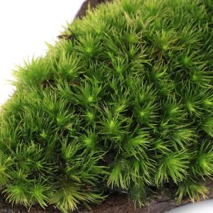 (観葉植物)テラリウム 苔 巻きたて ヤマゴケ...の詳細画像1