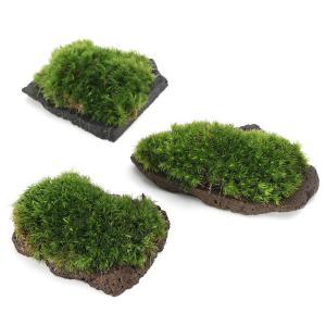 (観葉植物)テラリウム 苔 巻きたて ヤマゴケ...の詳細画像2