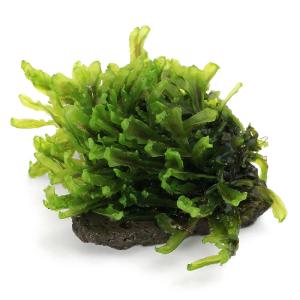 (観葉植物)テラリウム 苔 巻きたて ホソバミズ...の商品画像
