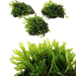 (観葉植物)テラリウム 苔 巻きたて ホソバミ...の詳細画像1