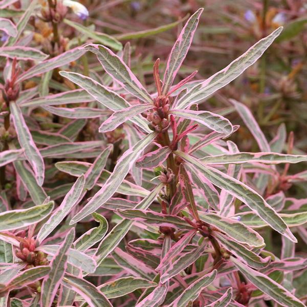 （水草）ハイグロフィラｓｐ．チャイ（水上葉）（無農薬）（１本）