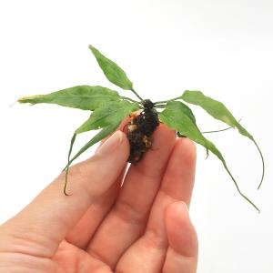 (観葉植物)テラリウム 苔 クモノスシダ(無農...の詳細画像1