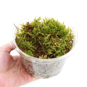 (観葉植物)テラリウム 苔 カップ売り 撒きゴ...の詳細画像2