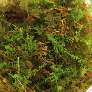（テラリウム）苔　カップ売り　撒きゴケ用　シノブゴケ（１カップ）