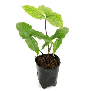 （ビオトープ）水生植物　キルトスペルマ　マクラータム（無農薬）（１ポット）