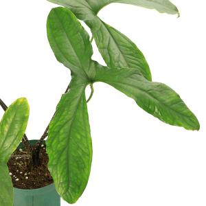 (ビオトープ)水生植物 キルトスペルマ マクラ...の詳細画像1