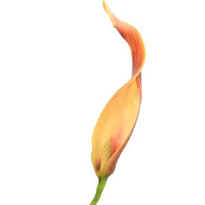 (ビオトープ)水生植物 キルトスペルマ マクラ...の詳細画像2